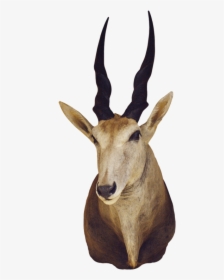 3371m Antelope Shoulder Mount - Common Eland, HD Png Download, Transparent PNG