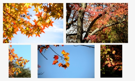 Fall Photos - Autumn, HD Png Download, Transparent PNG