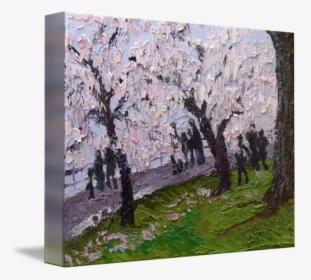 Landscape Drawing Cherry Blossom - Canoe Birch, HD Png Download, Transparent PNG