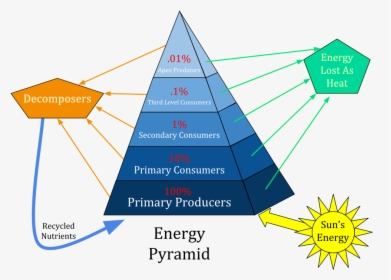 Ecological Pyramid, HD Png Download, Transparent PNG