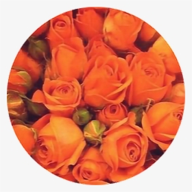 Aesthetic Orange Flower Background , Png Download - Orange Aesthetic Roses, Transparent Png, Transparent PNG