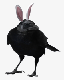 Dc Titans Raven , Png Download - Crow Transparent Png, Png Download, Transparent PNG