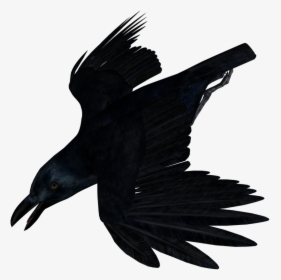 Imagen Cuervo Sin Fondo, HD Png Download, Transparent PNG