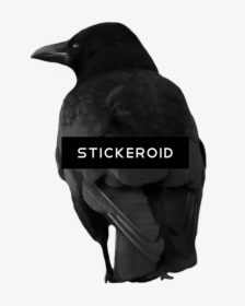 Raven , Png Download - Raven, Transparent Png, Transparent PNG