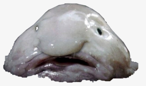 #blobfish #freetoedit - Whale With Weird Nose, HD Png Download, Transparent PNG