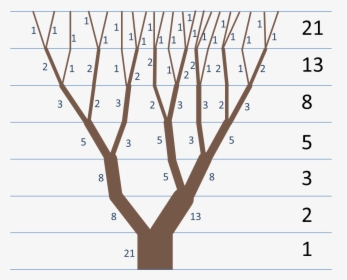 Fibonacci Sequence And Fractals , Png Download - Fibonacci Sequence In Nature Tree, Transparent Png, Transparent PNG