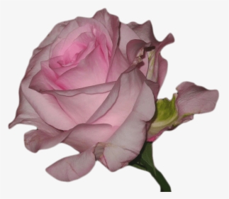Vaporwave Flower Transparent , Png Download - Pink Aesthetic Transparent Overlay, Png Download, Transparent PNG