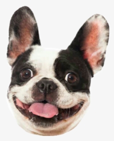 #dog #smile #bulldog #frenchbulldog #frenchie #frenchy - World Smile Day Dog, HD Png Download, Transparent PNG
