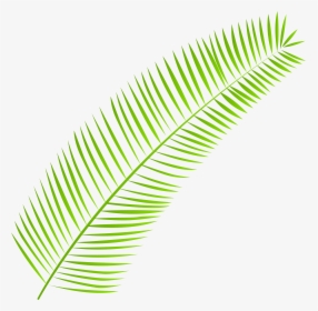 Palm Branch Palm-leaf Manuscript Clip Art, HD Png Download, Transparent PNG
