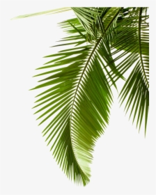 Leaf Pattern Tree Arecaceae Paper Palm Branch Clipart - Transparent Background Palm Tree Leaves Png, Png Download, Transparent PNG