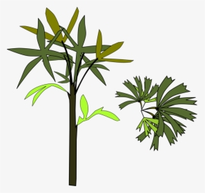 Plant,flora,leaf - תמונות דקל ציור חינם, HD Png Download, Transparent PNG
