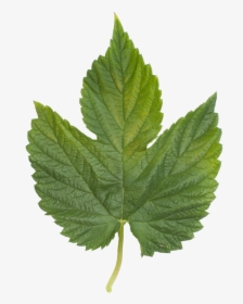 English Sycamore Tree Leaf, HD Png Download, Transparent PNG