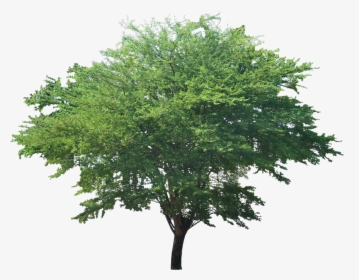 Pithecellobium Dulce Tree .png, Transparent Png, Transparent PNG