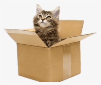 Cat In Box Png - Cat In Cardboard Box Png, Transparent Png, Transparent PNG