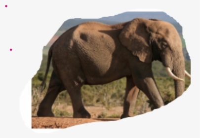 African Elephant Animal, HD Png Download, Transparent PNG