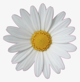 Common Daisy Flower Clip Art - Daisy Png, Transparent Png, Transparent PNG