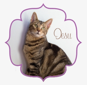 Desu Front - Domestic Short-haired Cat, HD Png Download, Transparent PNG
