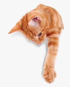 Lanai Cats - Cat, HD Png Download, Transparent PNG