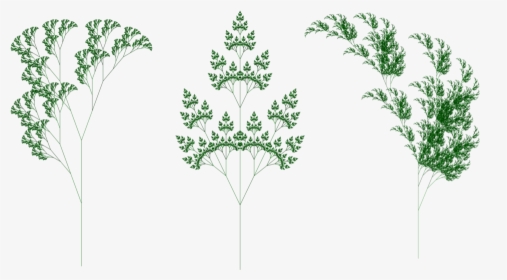 Fractal Plants Bottom Three - Bouquet, HD Png Download, Transparent PNG