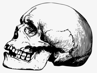 Background Skull Transparent - Skull Drawing Png, Png Download, Transparent PNG