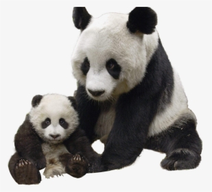 Panda Png - Giant Panda Transparent Png, Png Download, Transparent PNG