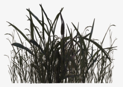 Swamp Grass 01 By Wolverine041269 Pluspng, Transparent Png, Transparent PNG