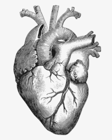 Human Heart Drawing Png, Transparent Png, Transparent PNG
