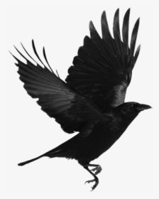 Black Bird Png Download - Flying Crow, Transparent Png, Transparent PNG