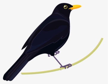 Blackbird Nz, HD Png Download, Transparent PNG