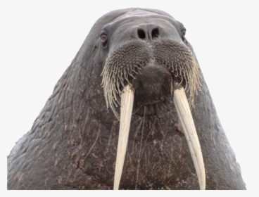 Walrus Png Background, Transparent Png, Transparent PNG