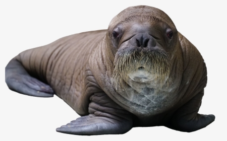 Baby Walrus Born At Seaworld, HD Png Download, Transparent PNG