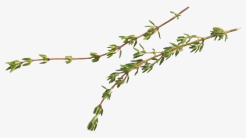 Thyme - Thyme Leaves Transparent Background, HD Png Download, Transparent PNG