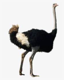 Ostrich Png - Ostrich Transparent Background, Png Download, Transparent PNG