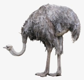 Download Ostrich Png Photos - Ostrich Bird Png, Transparent Png, Transparent PNG