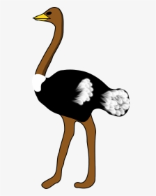 Clip Art Of Ostrich, HD Png Download, Transparent PNG