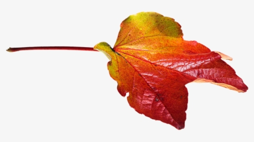 Autumn, Leaves, Leaf, Png, Transparent, Fall Color - Autumn Leaves Png, Png Download, Transparent PNG