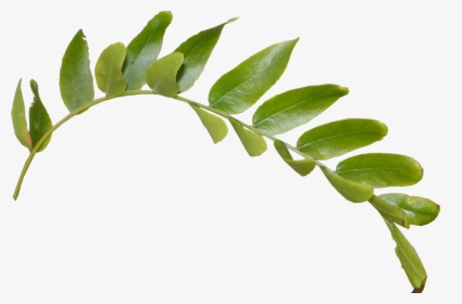 Green Leaf Png Image - Transparent Background Leaves Png, Png Download, Transparent PNG