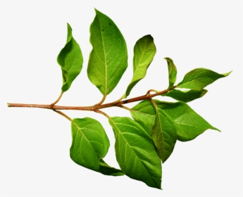 Branch Green Leaf - Leaves On A Branch, HD Png Download, Transparent PNG