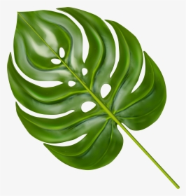 Transparent Philodendron Png - Transparent Monstera Leaf Png, Png Download, Transparent PNG