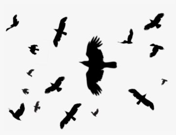 Black Birds Png - Black Birds Flying Png, Transparent Png, Transparent PNG