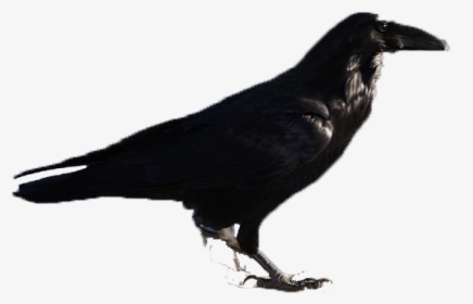 Black Birds Png Download - Raven, Transparent Png, Transparent PNG