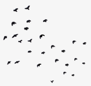 #birds #bird #fly #blackbird #blackbirds #ky #ftestickers - Pigeons And Doves, HD Png Download, Transparent PNG