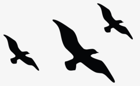 three flying birds silhouette