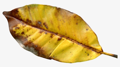 Autumn Leaf Png Transparent Image - Northern Red Oak, Png Download, Transparent PNG