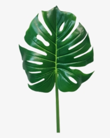 Jungle Leaves Png -monstera Leaf Png - Monstera Leaf Transparent, Png Download, Transparent PNG
