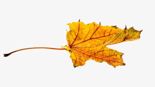 Maple-leaf - Autumn Free Transparent Png, Png Download, Transparent PNG