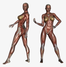 Muscle, Muscular, Woman, Body, Bodybuilder, Fitness - Female Muscle Anatomy, HD Png Download, Transparent PNG