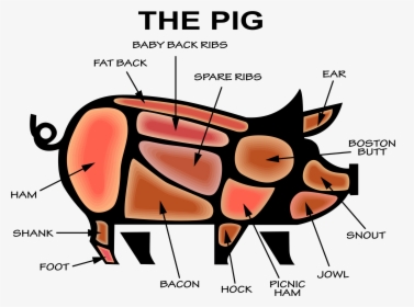 Bacon Clipart Micro Pig - Anatomy Of Pig Bbq, HD Png Download, Transparent PNG
