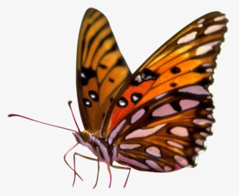 Butterfly Png No Background - Butterflies Transparent Background Png, Png Download, Transparent PNG
