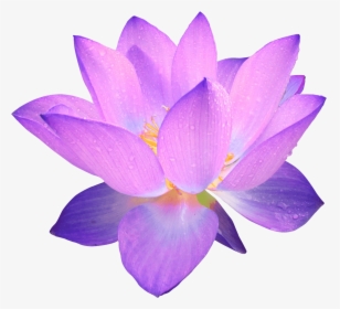 Flor Morada - Purple Flower Transparent Background, HD Png Download, Transparent PNG